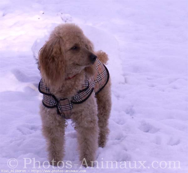 Photo de Caniche moyen