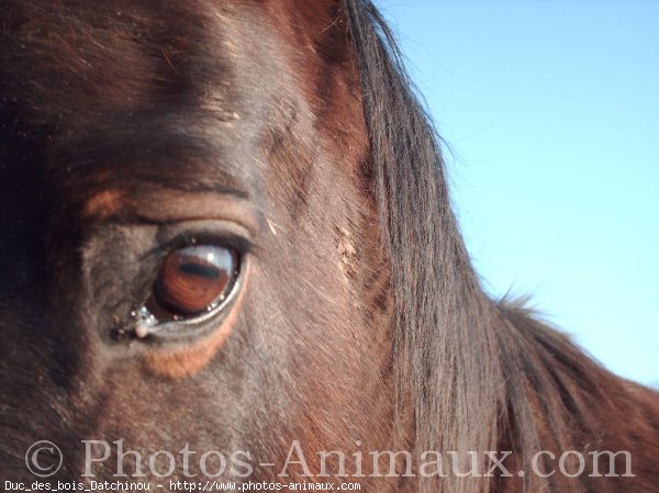 Photo de Trotteur franais