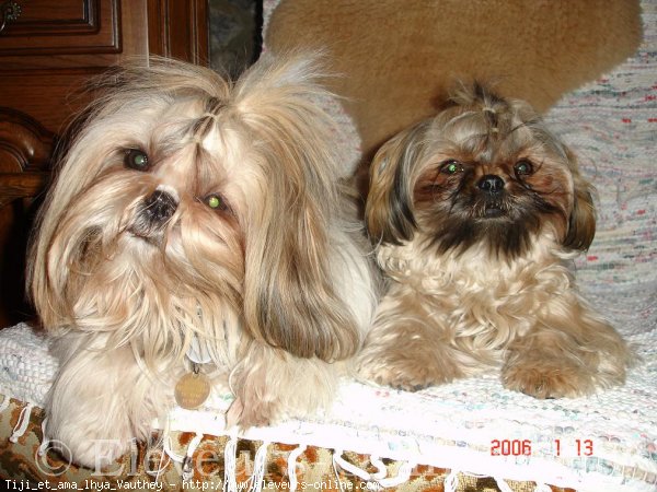 Photo de Shih tzu