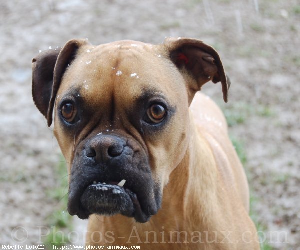 Photo de Boxer