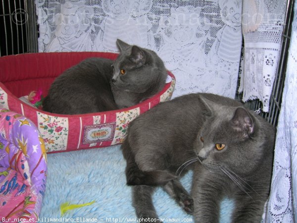 Photo de Chartreux