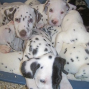 Photo de Dalmatien