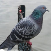 Photo de Pigeon