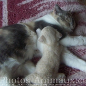 Photo de Scottish fold