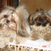 Photo de Shih tzu