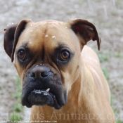 Photo de Boxer