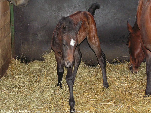 Photo de Quarter horse