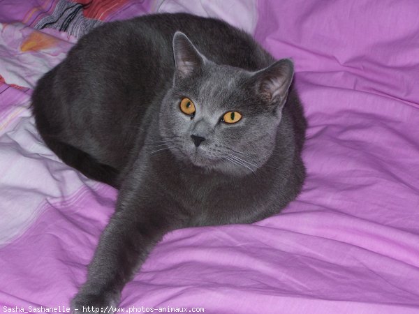 Photo de Chartreux