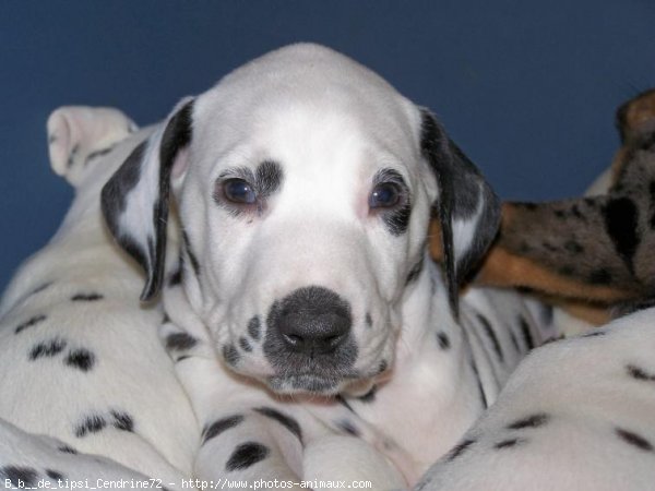 Photo de Dalmatien