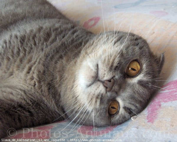 Photo de Scottish fold