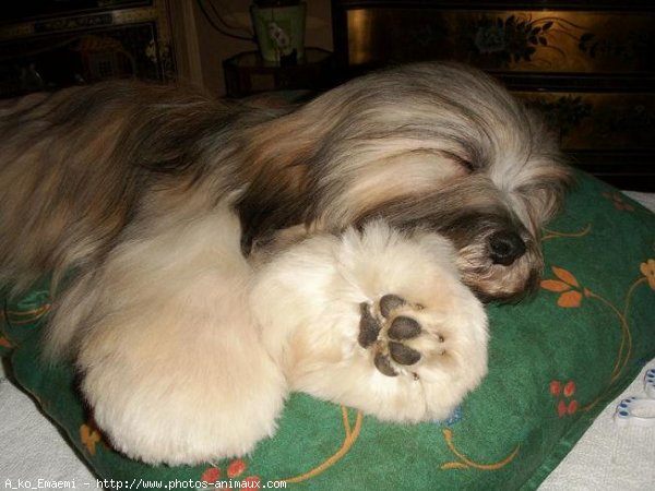 Photo de Lhassa apso