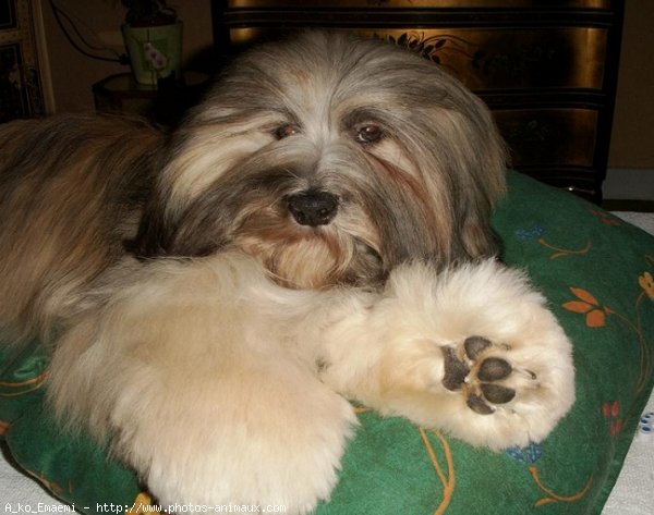 Photo de Lhassa apso