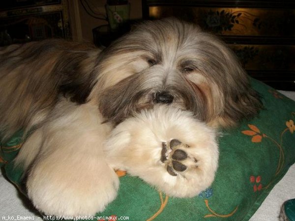 Photo de Lhassa apso