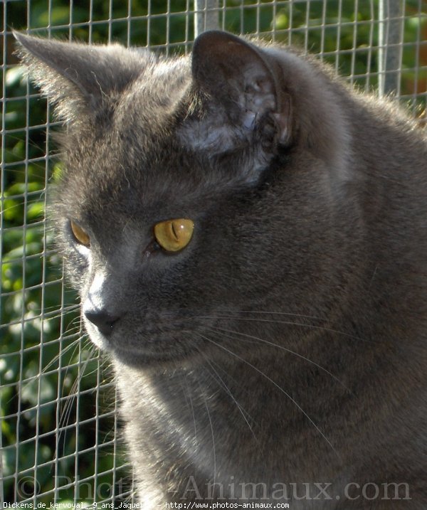 Photo de Chartreux