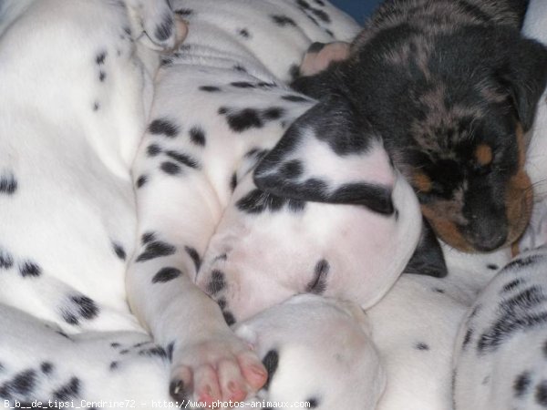 Photo de Dalmatien