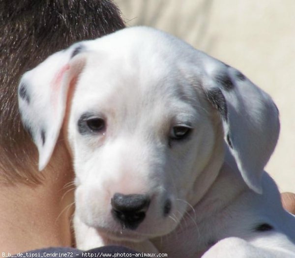 Photo de Dalmatien