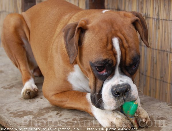 Photo de Boxer