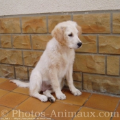 Photo de Golden retriever