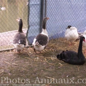 Photo de Cygne