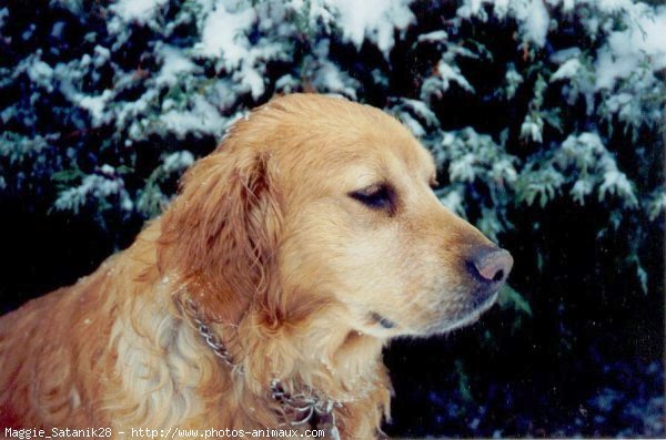 Photo de Golden retriever