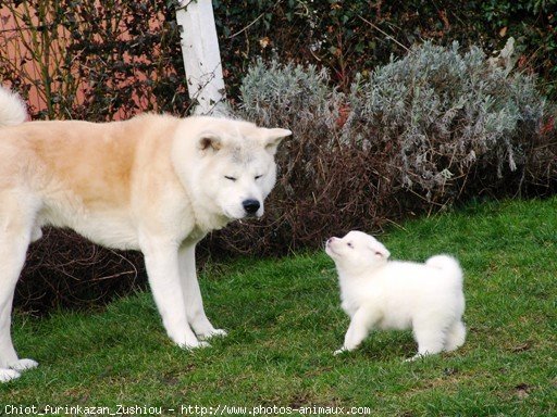 Photo d'Akita inu