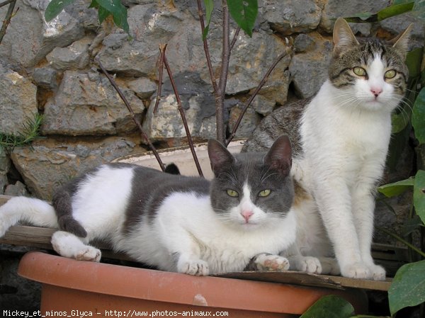 Photo de Chat domestique