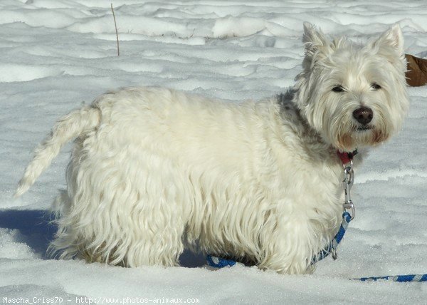 Photo de West highland white terrier