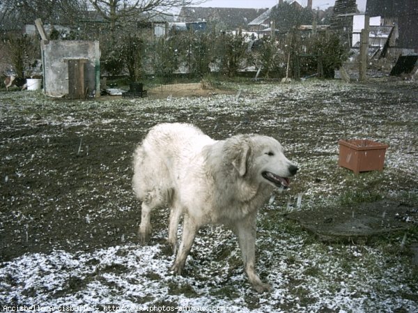 Photo de Chien de montagne des pyrnes