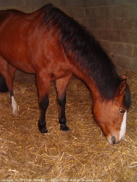 Photo de Poney franais de selle