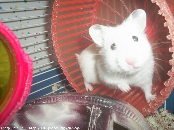 Photo de Hamster