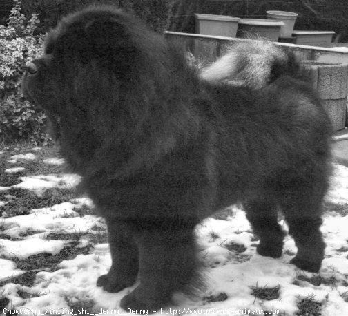 Photo de Chow chow