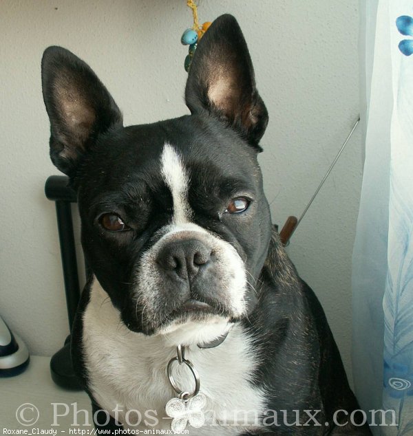 Photo de Boston terrier