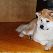 Photo d'Akita inu