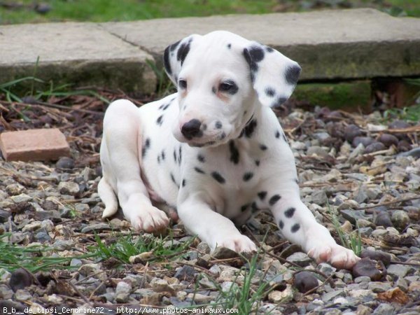 Photo de Dalmatien