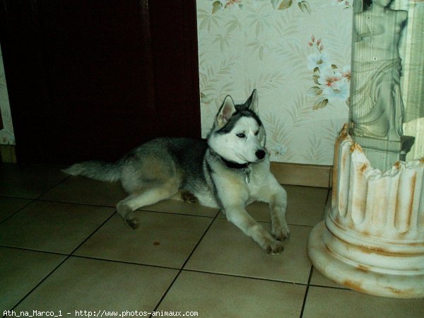 Photo de Husky siberien