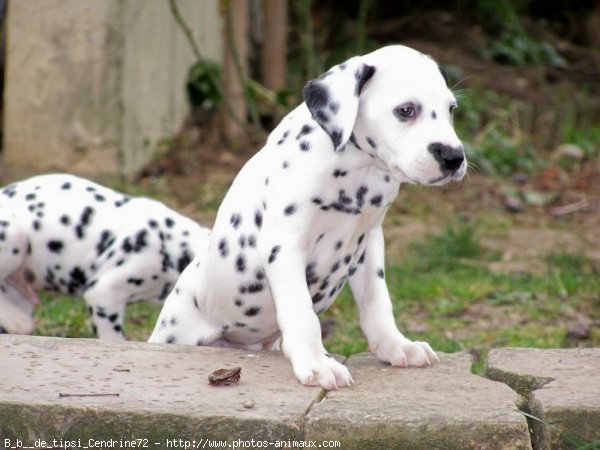 Photo de Dalmatien