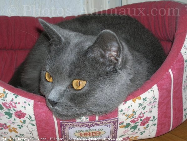 Photo de Chartreux