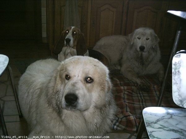 Photo de Chien de montagne des pyrnes