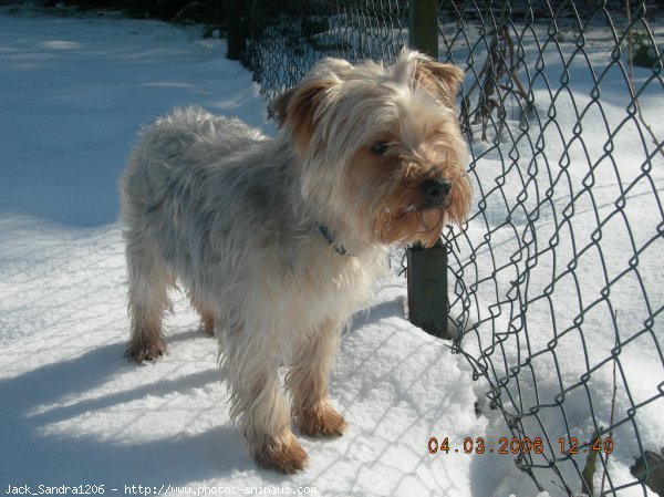 Photo de Yorkshire terrier