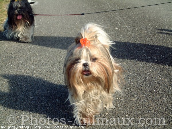 Photo de Shih tzu