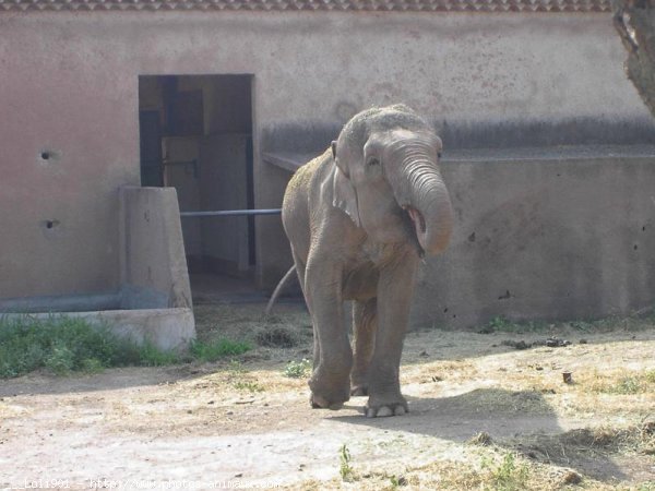 Photo d'Elphant d'asie