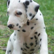 Photo de Dalmatien