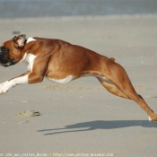 Photo de Boxer