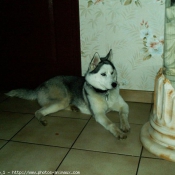 Photo de Husky siberien