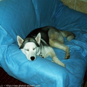 Photo de Husky siberien