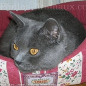 Photo de Chartreux