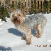 Photo de Yorkshire terrier