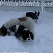 Photo de Races diffrentes