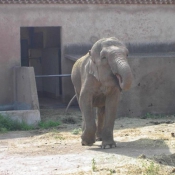 Photo d'Elphant d'asie