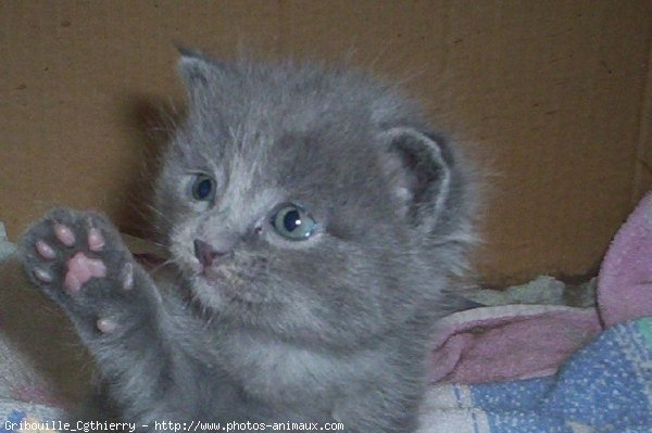 Photo de Chartreux